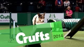 Agility | Small Championship Winner | Crufts 2014