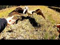 Funky pelican chases and bites me