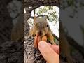 Squirrel Fishing with Little Chubby #animals #friends #play #time #games #challenge #sports #live #1