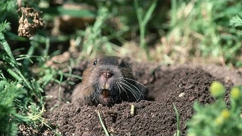 What’s the Difference Between Gophers and Groundhogs?