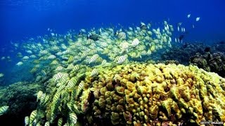 Great Barrier Reef spared 'in Danger' listing - for now