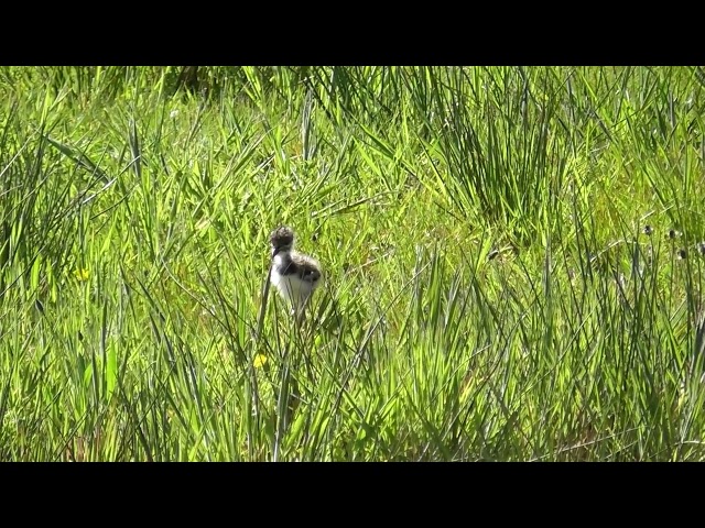 Piepkuikens paraderen op plasdrassen