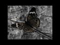 Reauxmani - So Predictable