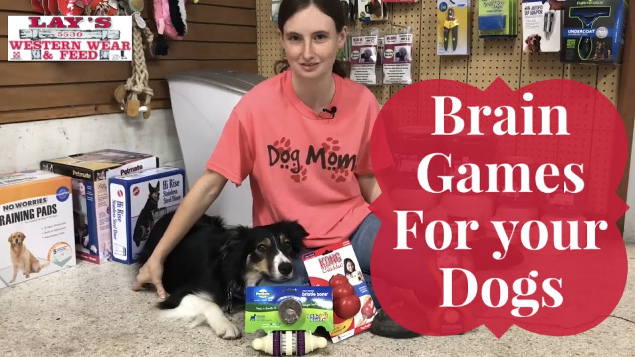 Brain Games for your Dog YouTube