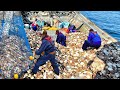Amazing Fastest Catching and Processing Hundreds Tons of Scallops on the Sea - Giant Fishing on Sea