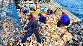 Amazing Fastest Catching and Processing Hundreds Tons of Scallops on the Sea - Giant Fishing on Sea