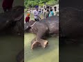 DAL PANTH HATHI 