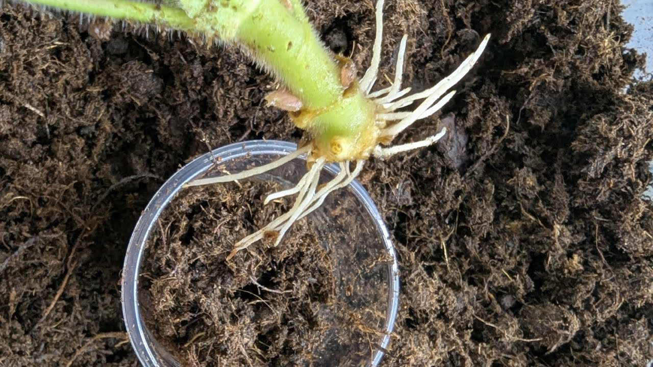 233. Як я вкоріняю пеларгонії. Умови та терміни вкорінення, товщина корінців, висадка з води в торф🪴