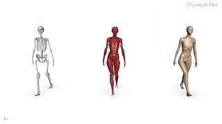 Female Muscle Simulation Breakdown by Dipanjan Pan