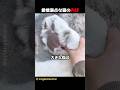 愛嬌満点な猫の肉球