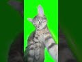 MEME😊😊😊 #cats #cat #funny #bs #memes #tiktok #edit #animals #brawlstars #cute