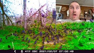 Is That Even Real!!! ( checking my Trail Cam I left out almost a year ago )