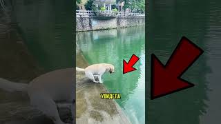 УТОПИЛ ТЕЛЕФОН, но СОБАКА ГЕРОЙ 🦸