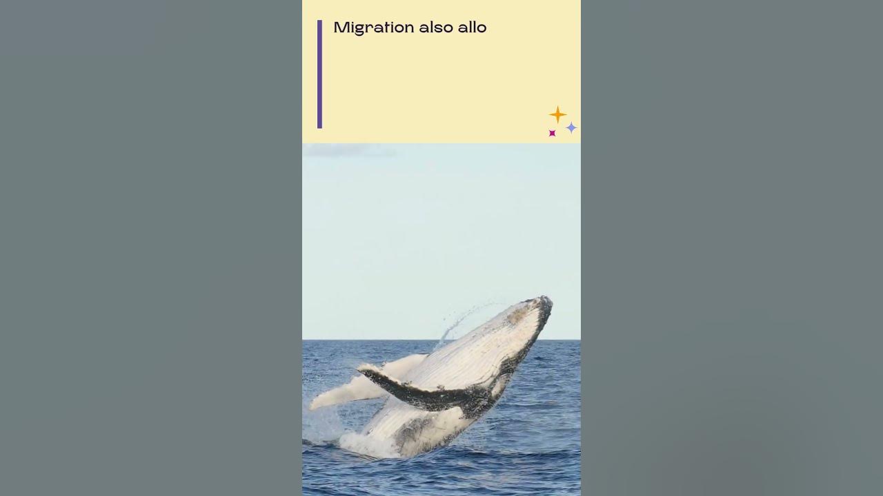 Why do whales migrate over long distances? - YouTube