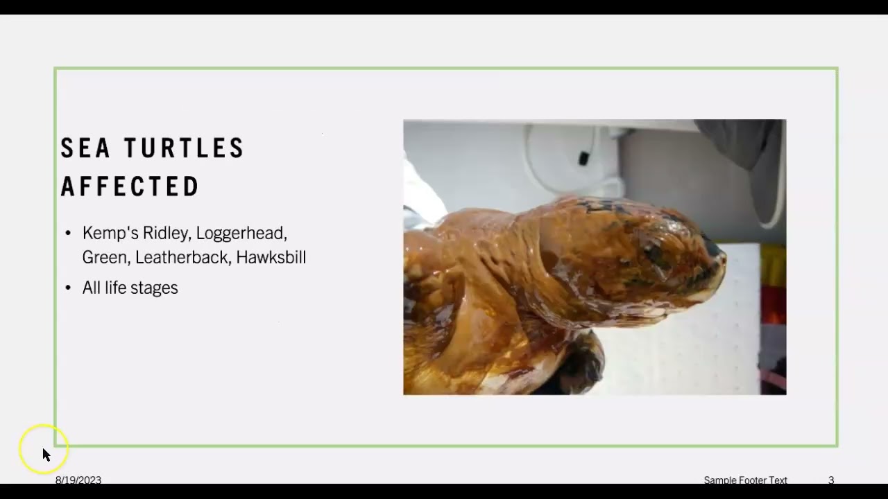 Oil Spill Protocol - Sea Turtle Rehabilitation