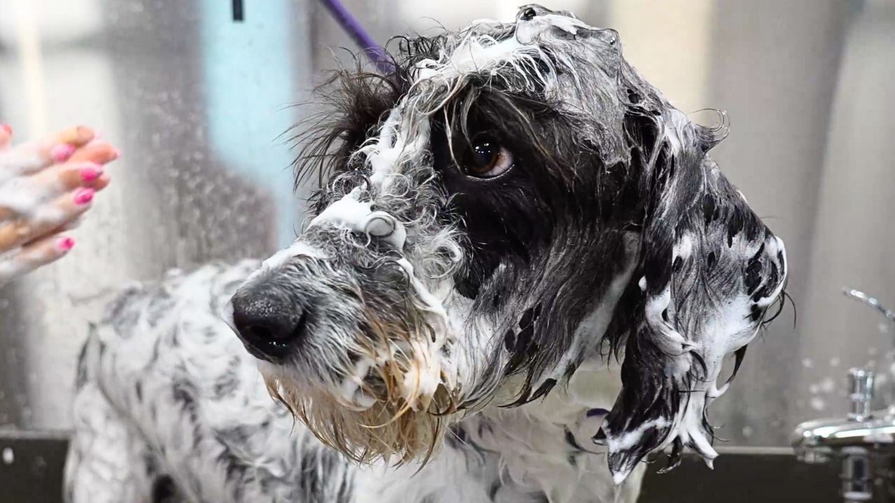 This Dalmatian Poodle's Makeover Left Us SHOOK 👗🐩✨