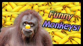 😂 Funny 🐵 MONKEYS Doing STUPID things!! [Try Not to 🤣 Laugh] by Animals for All 1,551 views 3 years ago 8 minutes, 34 seconds