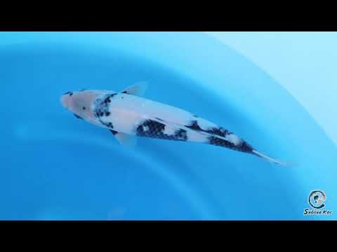 Shiro Utsuri by Omosako SK OMM38