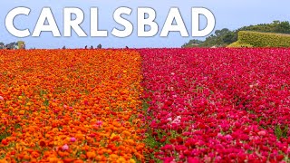 The Perfect Weekend in Carlsbad California with Kids: Flower Fields, S