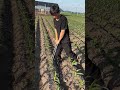Incredible Manual Transplanter Tool for Small Farmers! #shorts