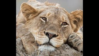 The rise of the buffalo hunters. Safari update: 7 -13 September 2020