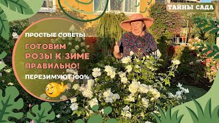 видео: РОЗЫ ОСЕНЬЮ. ПРОСТЫЕ СОВЕТЫ. ГОТОВИМ РОЗЫ К ЗИМЕ ПРАВИЛЬНО! ПЕРЕЗИМУЮТ 100% картинка: РОЗЫ ОСЕНЬЮ. ПРОСТЫЕ СОВЕТЫ. ГОТОВИМ РОЗЫ К ЗИМЕ ПРАВИЛЬНО! ПЕРЕЗИМУЮТ 100%