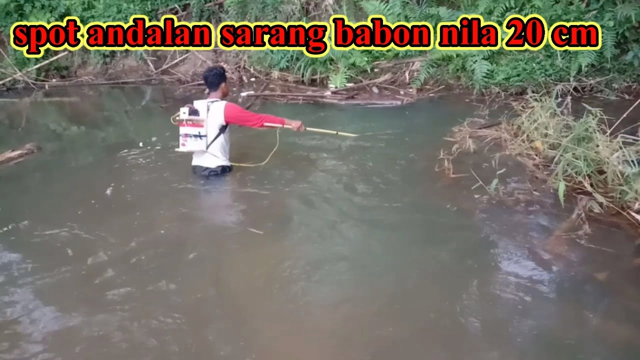 Setrum ikan nila di sungai pac 4 vet mini super dasyat Untuk kedalaman
