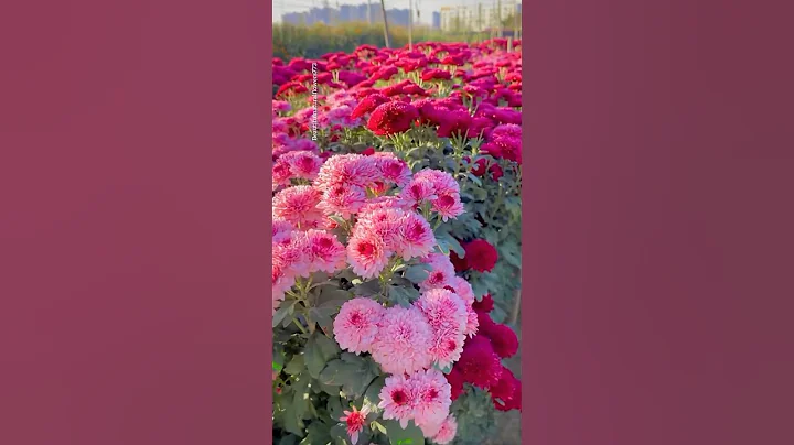 Chrysanthemum flower garden #chrysanthemumflower