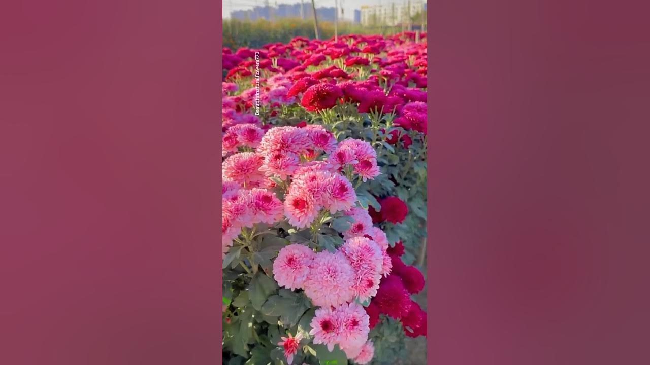 Chrysanthemum flower garden #chrysanthemumflower Chrysanthemum flower garden #chrysanthemumflower
