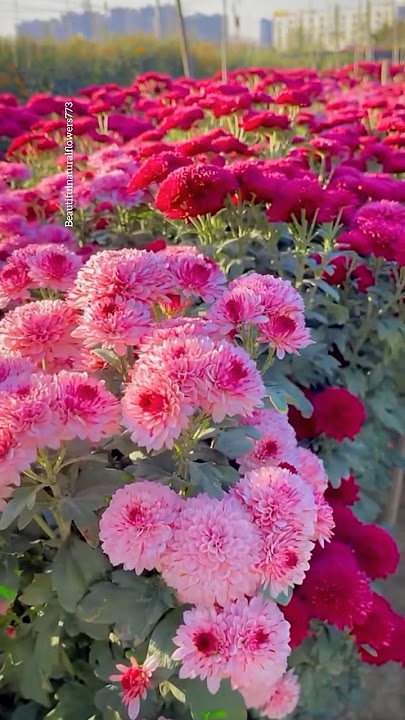 Chrysanthemum flower garden #chrysanthemumflower