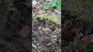 Bäume pflanzen, Wald aufforsten | Martin´s Bushcraft
Heute pflanze ich Bäume die ich zuvor bei mir großgezogen habe. Habt ihr schon mal Bäume gepflanzt oder euch an einer Aufforstung beteiligt ???
Zum Video: https://youtu.be/M4rf7Zd-axM
Zum Kanal: @MartinsBushcraft
Neue Videos
jeden zweiten Samstag um 9 Uhr.
Schaut euch auch meine anderen Videos zum Thema: Bushcraft und Survival an.
Outdoor Trockennahrung selber herstellen: https://youtu.be/XN6vyFdNnpw
Outdoor Survival Messer selbst gemacht: https://youtu.be/YMngRMi2R7Q
Survival Kit Die wichtigsten Tools für´s Überleben: https://youtu.be/XzzSVWAf3Uo
In der Reihe Bushcraft Talk FAQ beantworte ich eure Fragen: https://youtube.com/playlist?list=PLvpOGb9O_pM1JRV1HlQJMz-kaTlAE9PUR
Bei Fragen oder Anregungen einfach in die Kommentare und über ein Abo würde ich mich freuen, und ihr verpasst kein interessantes Video mehr. Bäume pflanzen, Wald aufforsten | Martin´s Bushcraft