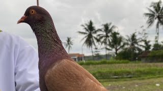 ⛔((LIVE)) BABAK 2 EVENT NEW MIO M3 LAPAK LPG BEDOGAN SAWANGAN MAGELANG