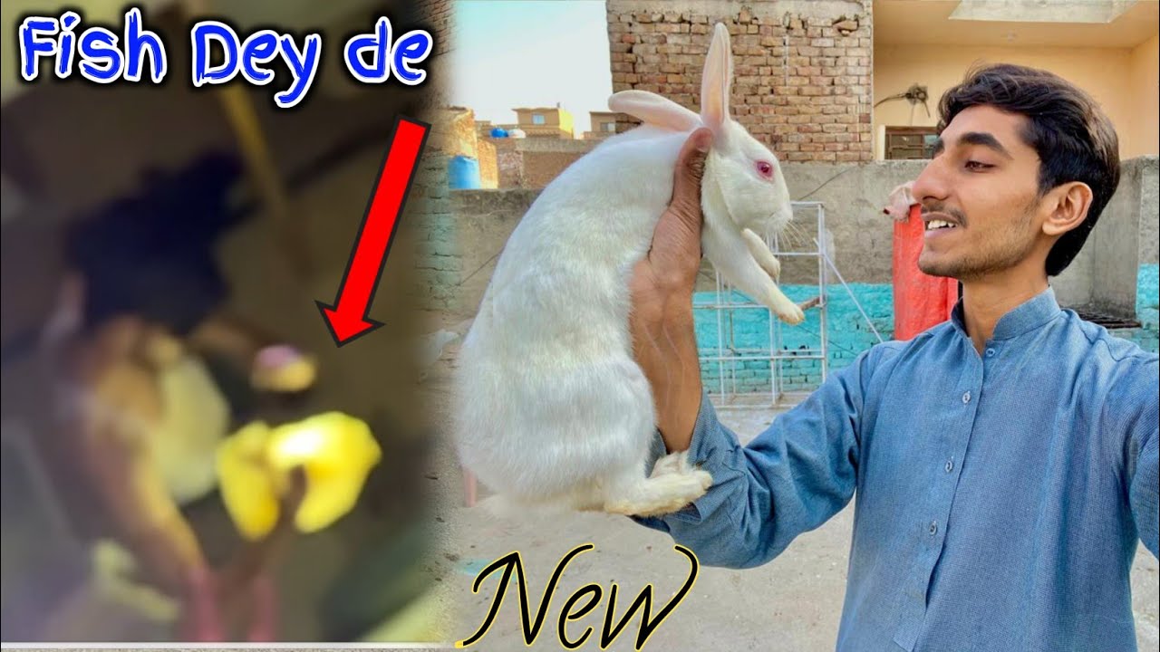 Talha Fish Rat ko Fish dey de 🥺 Or New Rabbit Ah Geya 🤗 || Shehr main dihat ...