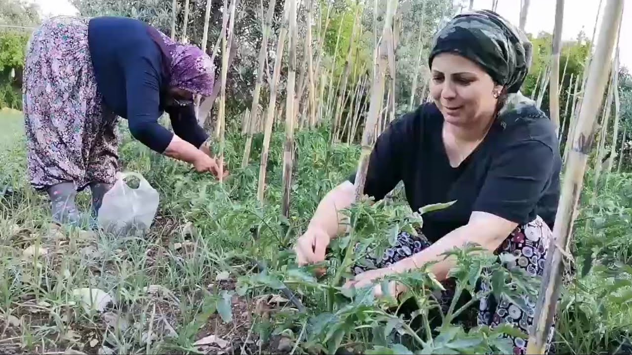 💢🌿Domatesin Filizleri  Mutlaka Kopartılır Yoksa Verimi Olmaz🌿Anacımla Domates Filizi Kırdık