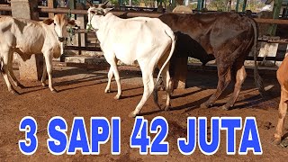 Download lagu 3 COWS ALL FOR 42 MILLION, NEGOTIABLE AT PELAIHARI ANIMAL MARKET