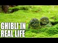 Ghibli in Real Life - Exploring Japan's Beautiful Moss Temple | Japan 4K