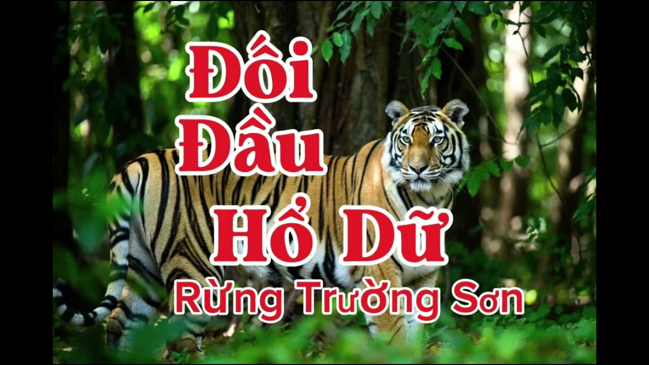 ĐỐI ĐẦU HỔ DỮ RỪNG TRƯỜNG SƠN | Lê Anh diễn đọc