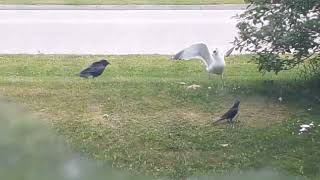 My wild-neighbours made a big fuss yesterday-2026-06-12