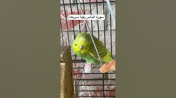 #سورة_الناس #رقية_شرعية #سريعة #قرآن #الوسواس_القهري #العراق #مصر #طيور #البادجي #quran #birds #usa
