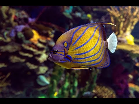 Amy the Annularis Angelfish (Pomacanthus annularis) - YouTube
