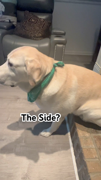 Cuteness over load from every angle 🥰 #cuteness #cute #dogofyoutube #cutedog
