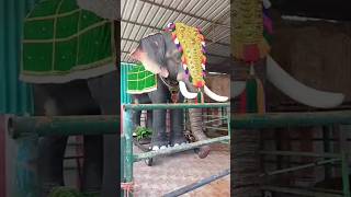actor tinku presented this artificial elephant to this temple(arakasu Amman)named robo Shankar