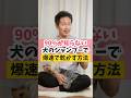 犬のシャンプー、爆速で乾かす方法#犬のいる暮らし #dog #shorts