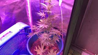 Lambs Breath/ Juicy Fr00t 6621
