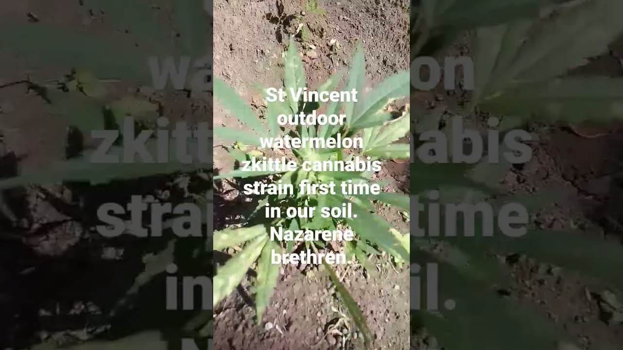 st Vincent outdoor watermelon zkittle cannabis strain as never been seen before.