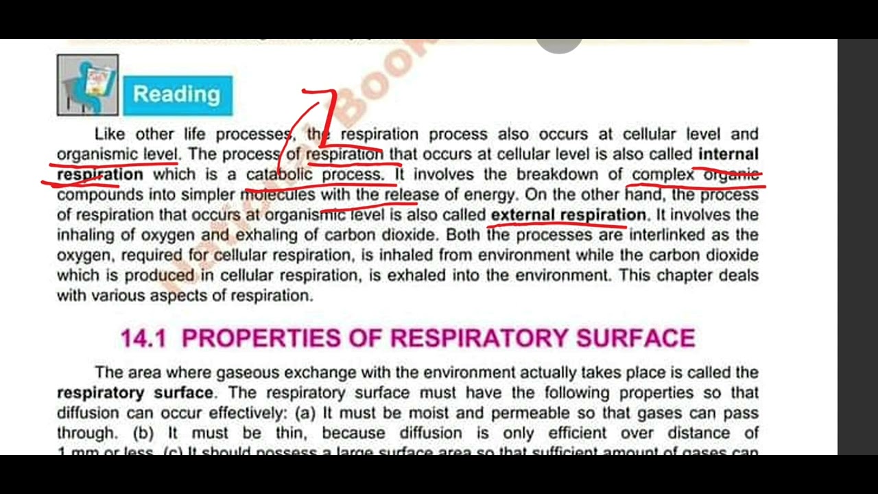 Internal respiration and external respiration 12th biology respiration