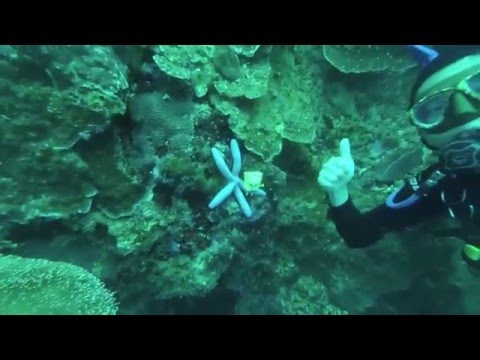 Dumaguete Mark 海綿寶寶認錯派大星
