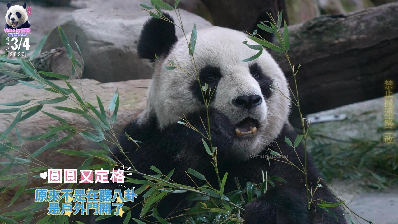 20260304 戶外門突開啟，圓圓定格猶豫再三不出門，保育員姐摸頭上課，行豐只玩一下下 The Giant Panda Yuan Yuan