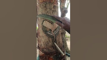 How to collect date palm juice