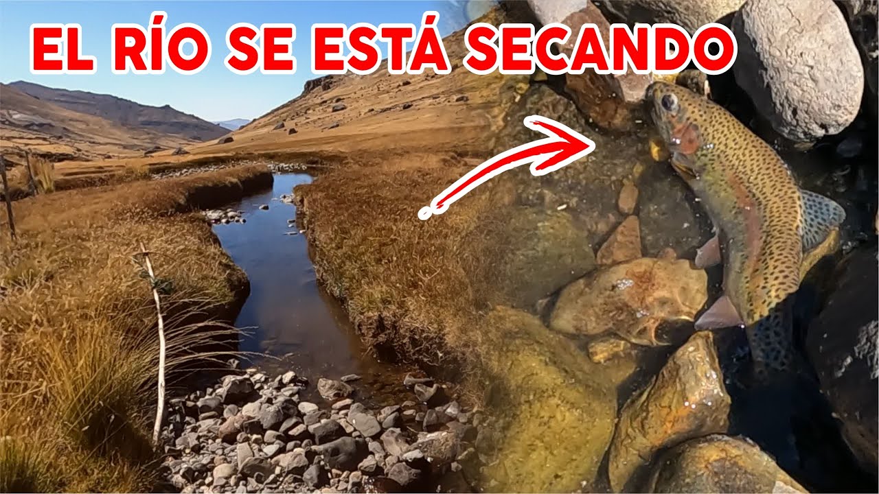 Pesca truchas en un pequeño río en los andes del Perú.